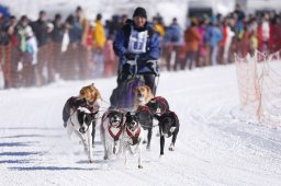 Lenk 2013